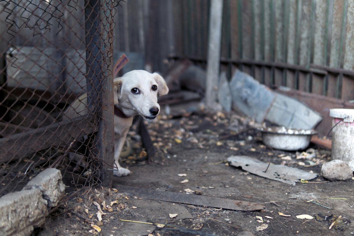 En España se abandonan unas 300 mil mascotas cada año. Una de las cifras más altas de Europa. La bióloga Evelyn Segura dedica su sección de medio ambiente a las adopciones de animales y al trabajo de las protectoras.

<a href="/ParaTodosLa2TVE/">ParaTodosLa2</a> sábado 10.35h
rtve.es/play/videos/pa…