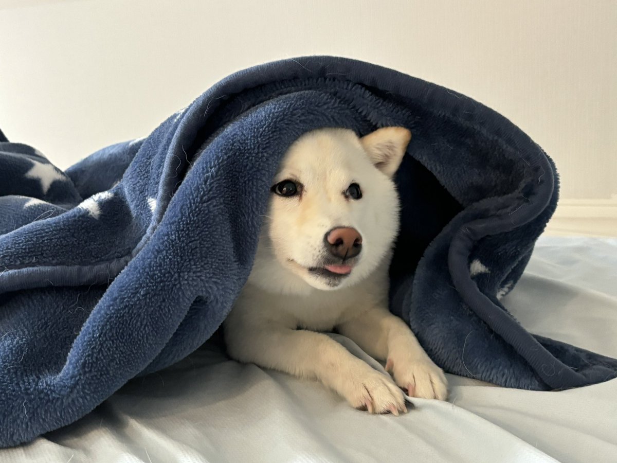 毎日一緒にお昼寝がしたい仕事いきたくなーい