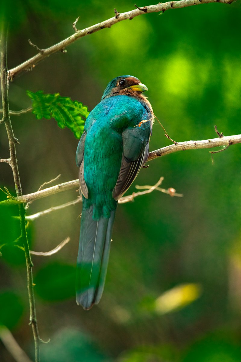 GorilleAfTours's tweet photo. The rare Narina Trogon bird spotted at @AkageraPark by guide @HermanNkusi #akagera #birds #birdsofinstagram #birder #rarebeauty #photography #travel #explore #wild #BirdsSeenIn2024 #birdguide #VisitRwanda https://t.co/TKvsGU6SdV