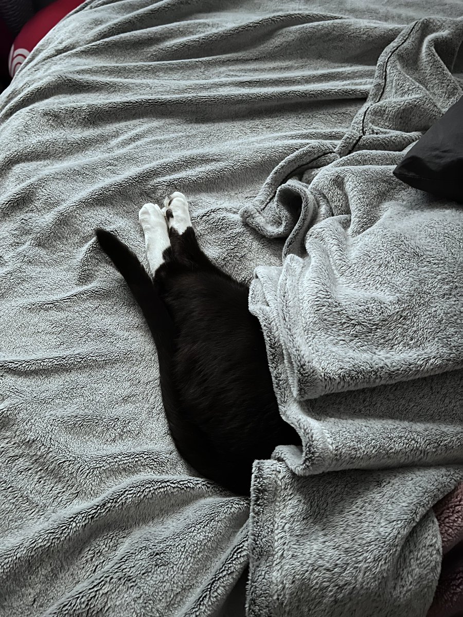 ByAnnaRing's tweet image. How am I ever supposed to get any writing done when he sleeps like this?? 🤣 #AuthorsOfTwitter #catslife