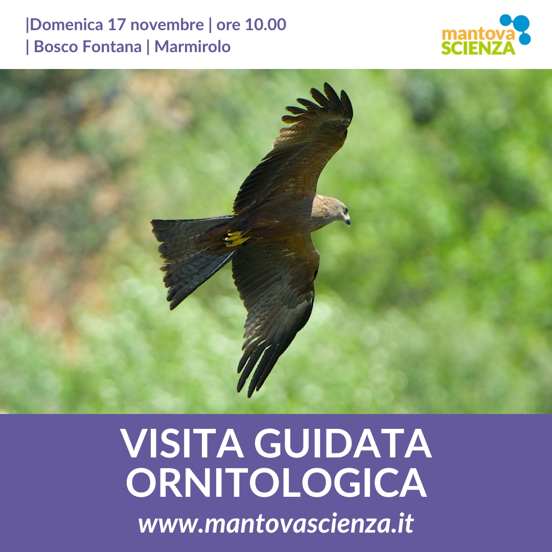 🐦🌳Con l’esperto ornitologo e veterinario Davide Aldi, andiamo alla ricerca di tracce e presenze dell’avifauna tipica dei boschi planiziali.
La visita è realizzata in collaborazione con il Gruppo Ornitologico Mantovano e il Centro Nazionale Carabinieri Biodiversità Bosco Fontana