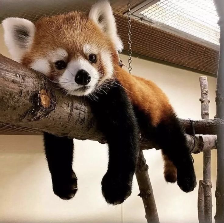 This may be the most important red panda timeline cleanse