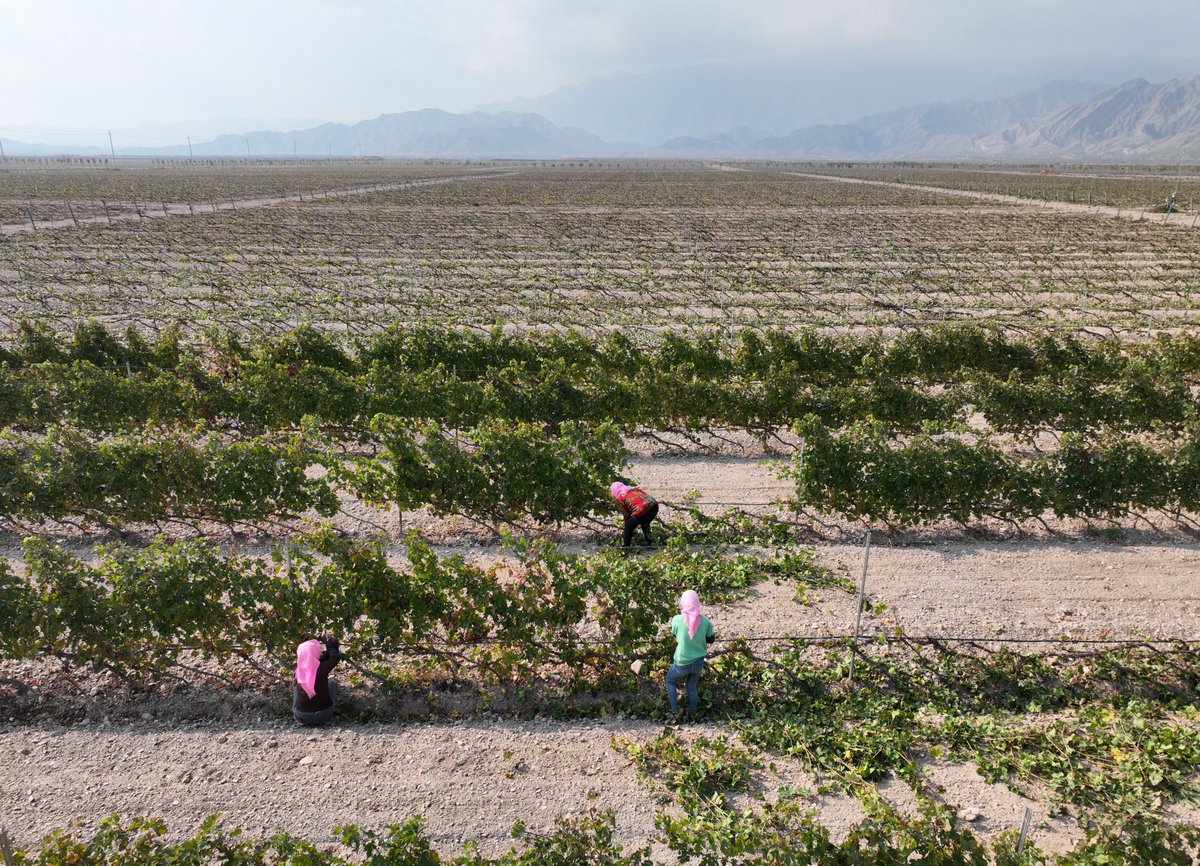 ENingxia's tweet image. As the temperatures gradually drop, the wine grapes on the eastern foothills of Helan Mountain in Ningxia are about to enter their &quot;dormant&quot; period. Local farmers are busy trimming the vines to help them better withstand the cold winter ahead.
#Ningxia #HelanMountain #WineGrape