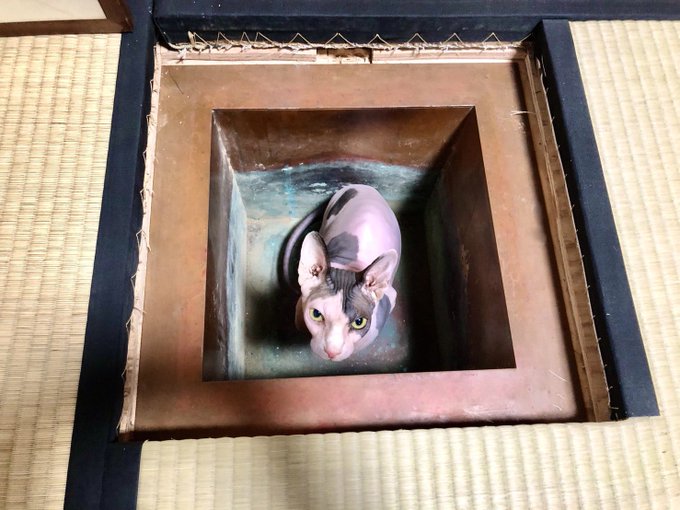 PaprikaGirl_JP's tweet photo. A ro-guchi (炉口) is a dug-out stove designed to simmer a tea kettle on coals during the winter months in a Japanese tea room. This is what happens when one opens a ro-guchi for the first time during the year, and happens to own a sphynx cat. https://t.co/nLNliHw8Po