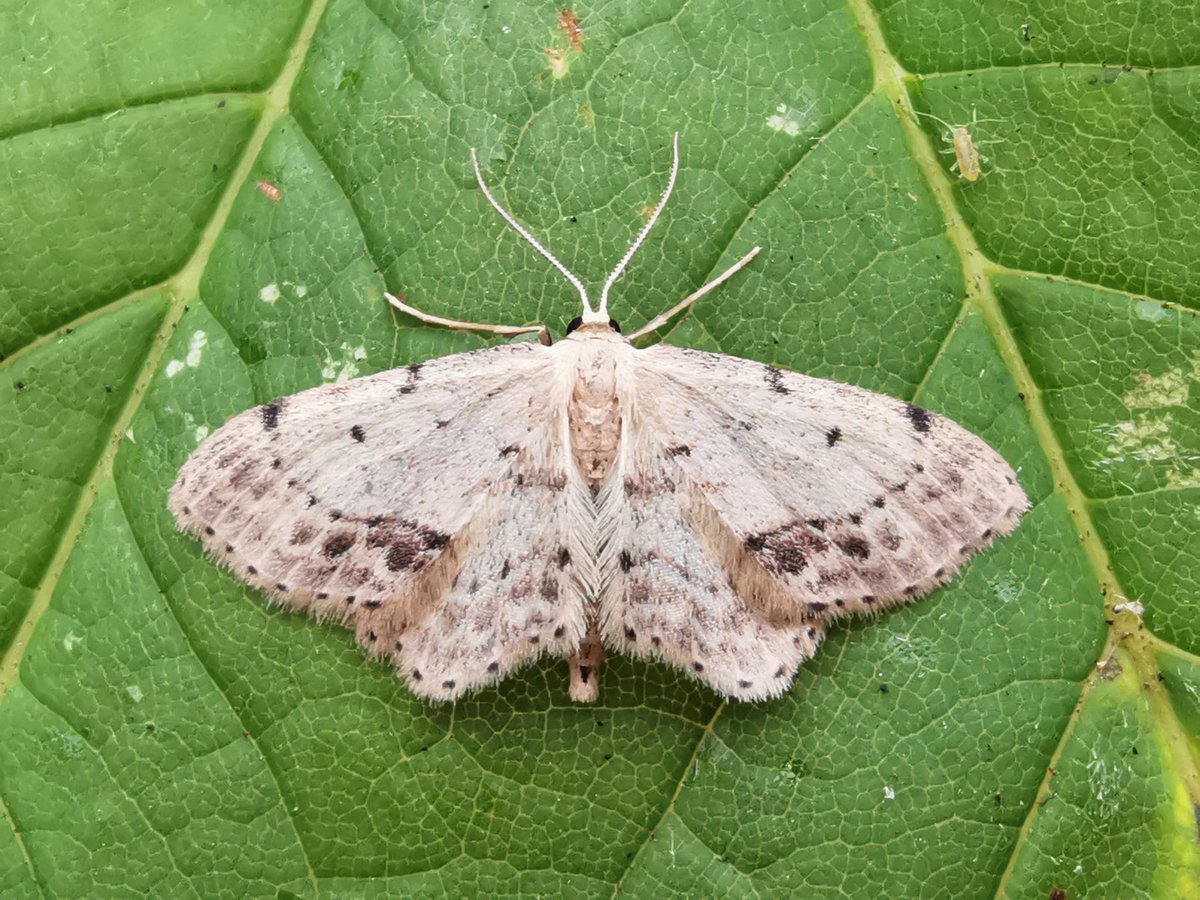 Moth of the day today at CMO was, remarkably, a Single-dotted Wave, a species with a flight period between May to August. This appears to be the 1st ever November record for Norfolk, the latest date listed is October 26 2022 (with two records last month as well).
#cleymothobs