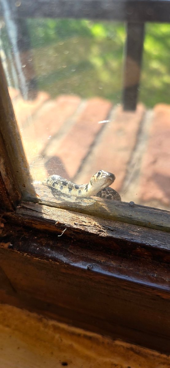 paludismolosar's tweet photo. 🐍🛎 Perdona, ¿está abierto?
🙋‍♀️🙋‍♂️ Sí. Abrimos todos los días de 10 a 17 y domingos y festivos de 10 a 14.

 #naturaleza #historia #cultura #nature #history #culture #LosarDeLaVera #Extremadura #paludismo #malaria #mosquitos #lavera #centrodeinterpretación #cipaludismo https://t.co/0ripjdVcYC