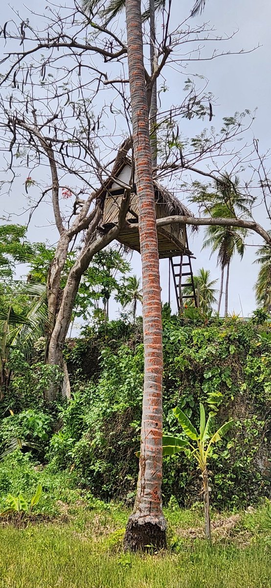 🌳🏠 Tree house somewhere in Vanuatu. 🙂 #lifeinvanuatu #treehouse
