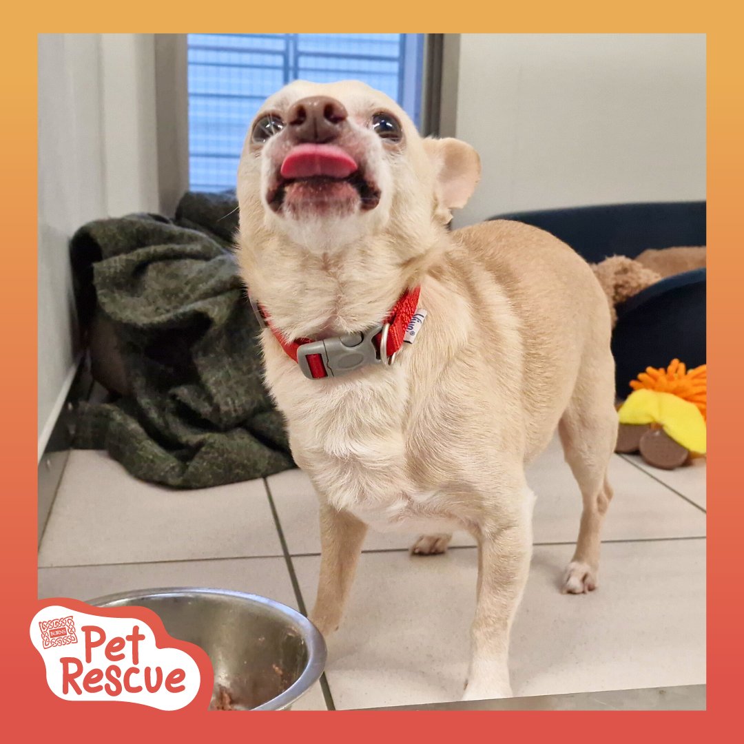 RSPCA Derby (@rspcaderby) on Twitter photo Elvis would like to say a big thank you to <a href="/burnspetfood/">Burns Pet Nutrition</a> for providing us with delicious dry food for our cats and dogs πΎπ
#BurnsPetNutrition #BurnsPetFood #PoweredByBurns #BackedByBurns Elvis would like to say a big thank you to <a href="/burnspetfood/">Burns Pet Nutrition</a> for providing us with delicious dry food for our cats and dogs πΎπ
#BurnsPetNutrition #BurnsPetFood #PoweredByBurns #BackedByBurns