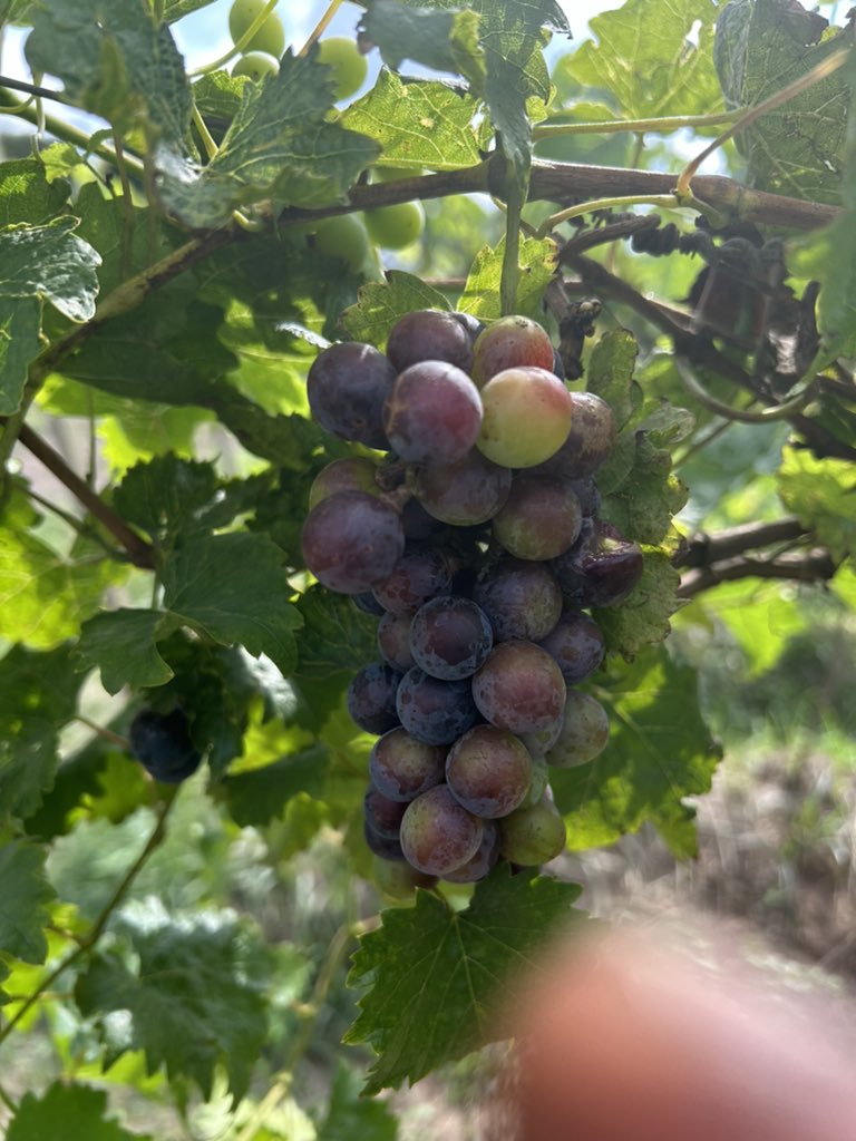 Working on the research of adaptability of #grapes for wine in #rwanda the progress looks promising