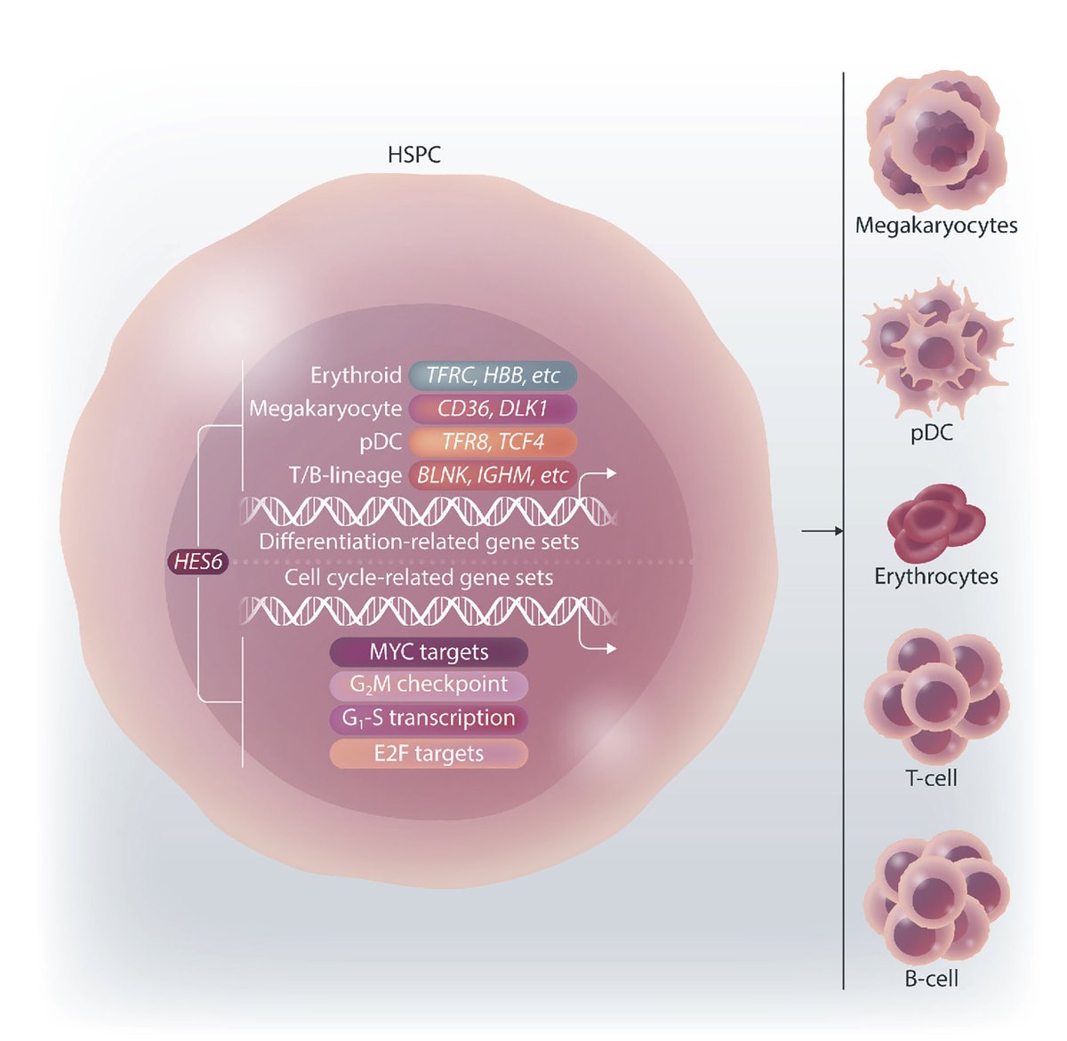 Haematologica (@haematologica) on Twitter photo By analyzing bulk RNA-sequencing and single-cell data from both in vitro and in vivomodels, a new study reveals the functional role of HES6 in human hematopoiesis.
haematologica.org/article/view/h… By analyzing bulk RNA-sequencing and single-cell data from both in vitro and in vivomodels, a new study reveals the functional role of HES6 in human hematopoiesis.
haematologica.org/article/view/h…