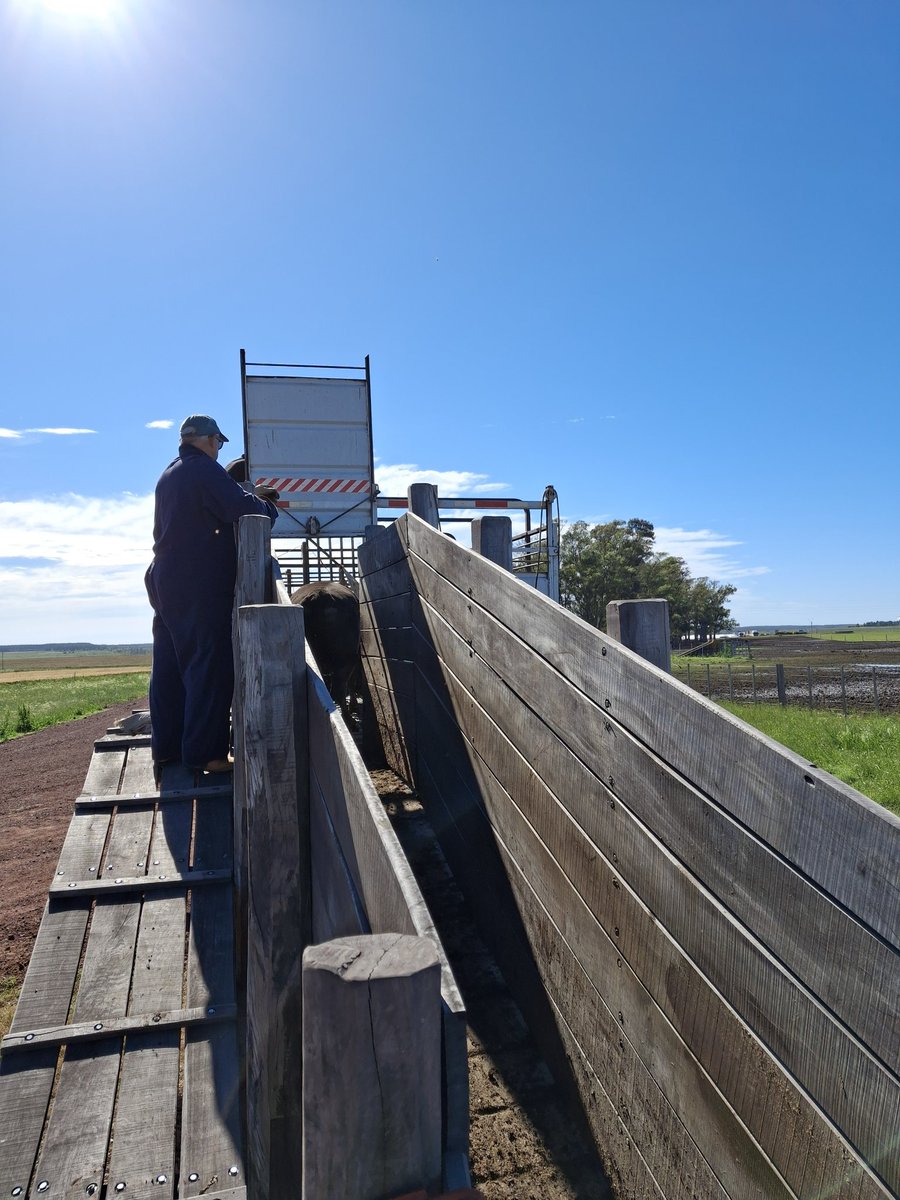 Primer embarque de vaquillonas para cuota en el corral nuevo!