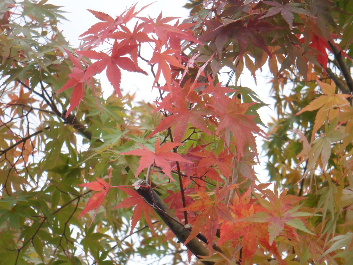 float_fuji_sup's tweet photo. 昨日の🗻今日の🗻
初冠雪❄️????
ちょこっと紅葉🍁木枯らし0.5号近???
冬の準備はお早めにー👍✌️
#ふじさん #フジサン #富士山 #空気 #空 #自然 #冬 #紅葉 #nature #autumn #mtfuji #floatfuji #skylovers https://t.co/kKi1iySVK0