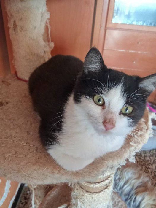 Merce Masip Yovino
53m  · 
Gatita 3 meses en adopción es muy cariñosa contacto yo 600086249