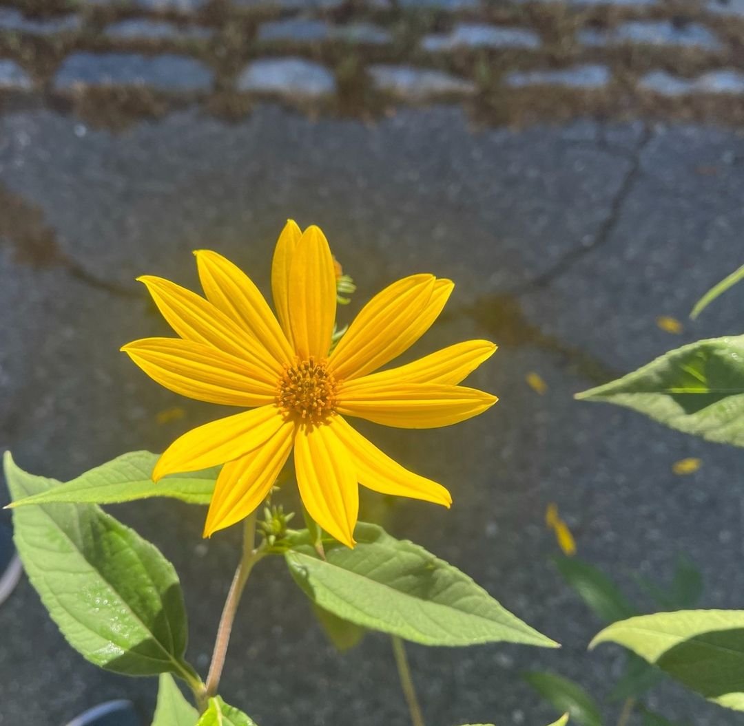 If, like me, you're waking with strong feelings of sadness &amp; fear for the future: you're in my thoughts. Pls care for yourself &amp; others.

Then redouble your efforts to support the advocacy orgs that support us. We need them now more than ever &amp; their work just got so much harder.