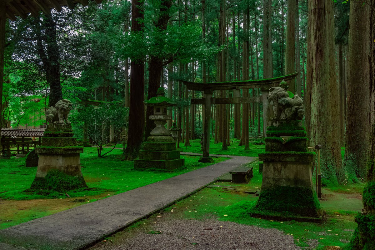 hitoritabiken's tweet photo. こんなに緑が綺麗な神社、あるんだ…。鳥肌立つわ…。 https://t.co/AzYHXMeF2p