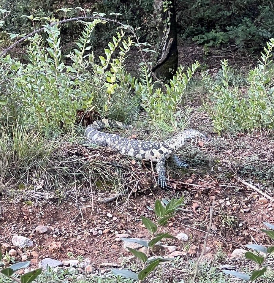 esparverblau's tweet photo. Un varà africà al
Parc Nat St. Llorenç Munt. Fem legislació i la fem complir ? @agriculturacat @territoricat Ciutadans no tingueu espécies silvestres a casa vostra: ni tortugues, peixos, serps, llangardaixos, lloros….I si us en voleu desfer aviseu 112. Mai deixar-los a la natura https://t.co/MvdRRPfNl7