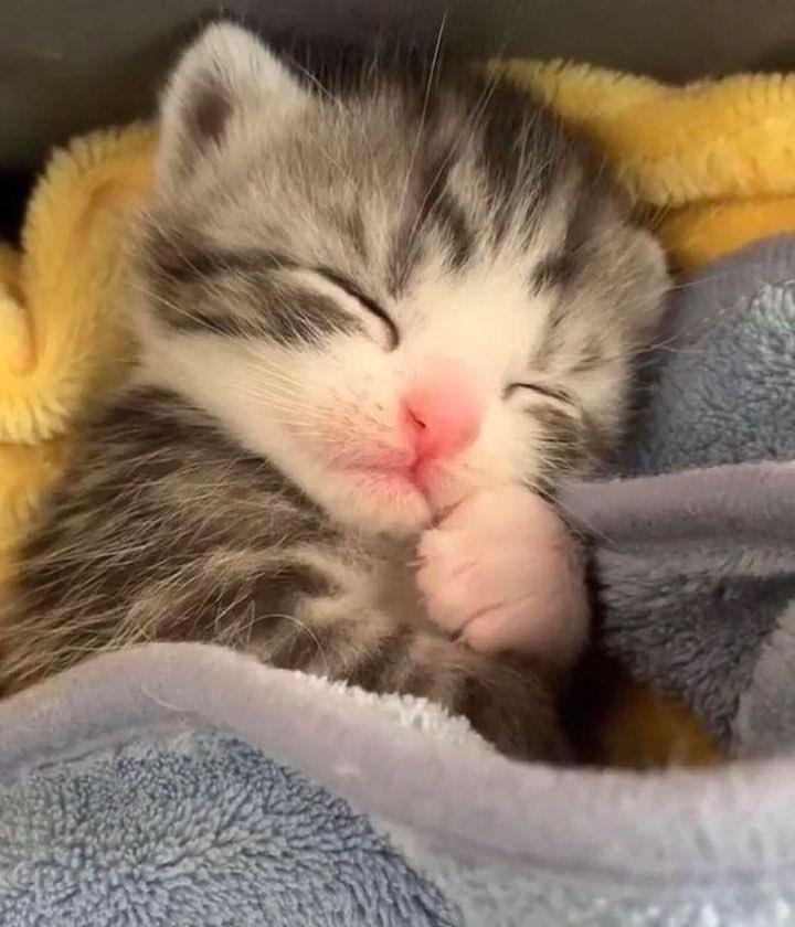 hourahyeon's tweet photo. sleeping cats 💤 #AHYEON #아현 https://t.co/4MgZolwxV3