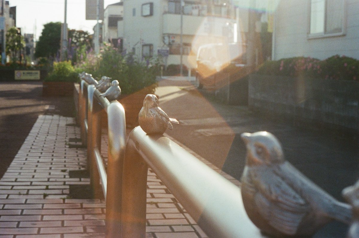 akira_biz's tweet photo. やっぱりこのカメラの描写って好きだなー
あと五角形のゴーストも良き
location : shiki-city
taken on Konica IIIA
film : kodak Gold 200
#filmphotography
#filmcamera
#konicaIIIA
#スナップ写真
#街の風景
#東京カメラ部 https://t.co/tO3WDNgE7U