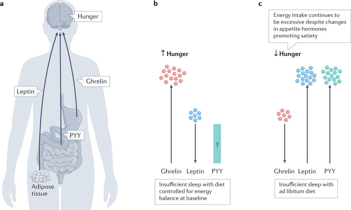 Sleep deprivation leads to hormonal imbalances that boost hunger signals and lower fullness cues, leading to increased appetite and potential overeating

Some strategies to counteract this:
🏃‍♂️ Stay active
☀️ Bright light early in the day
🥗 Eat healthy and avoid late-night meals