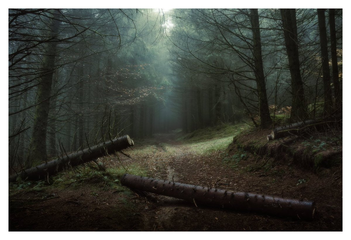 Deadfall. South Shropshire