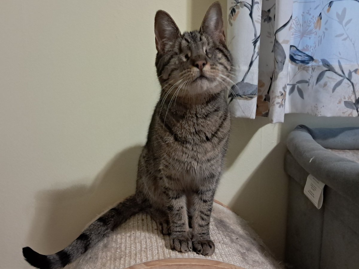 Pebbles Blind Cat tweet media