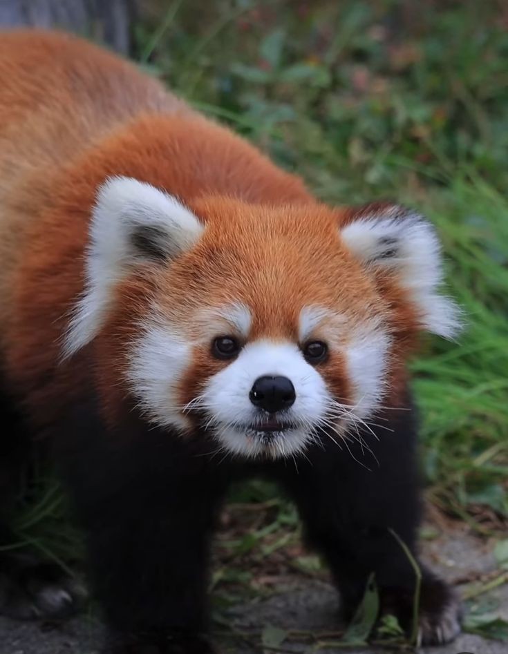 Red_panda_01's tweet photo. Red panda cuteness overloaded 😍❤️ https://t.co/hqBAzKddBW