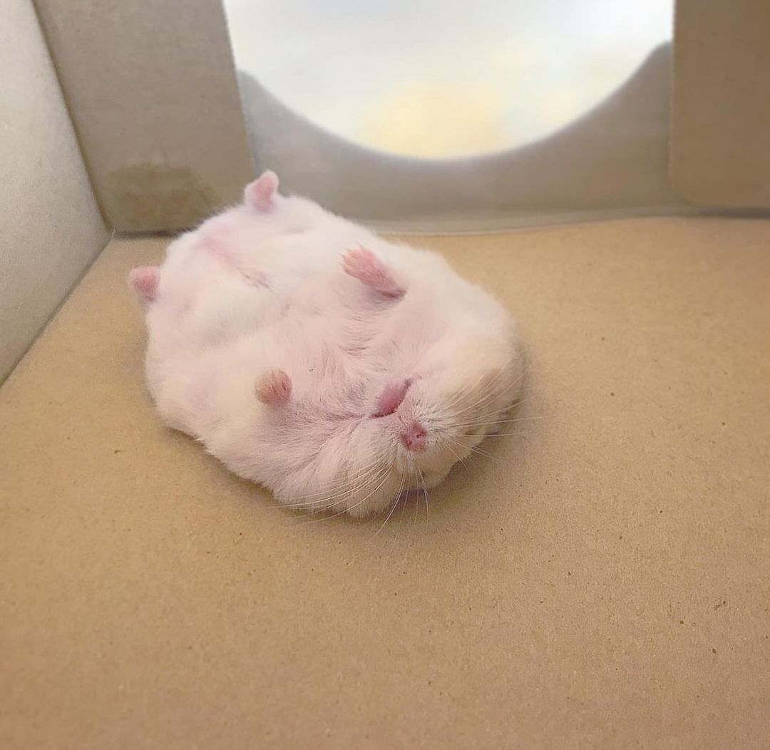 Zzzzzzzz 💤🐹