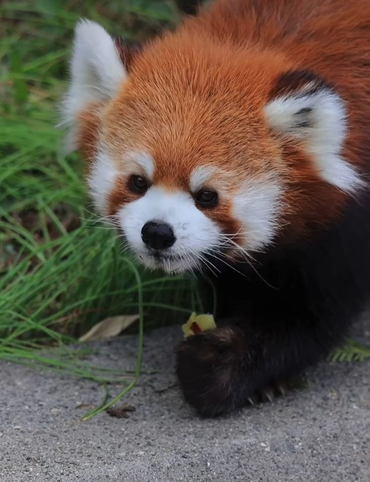 Red_panda_01's tweet photo. Red panda beautiful photography 😍❤️ https://t.co/rO3VlmWbsn