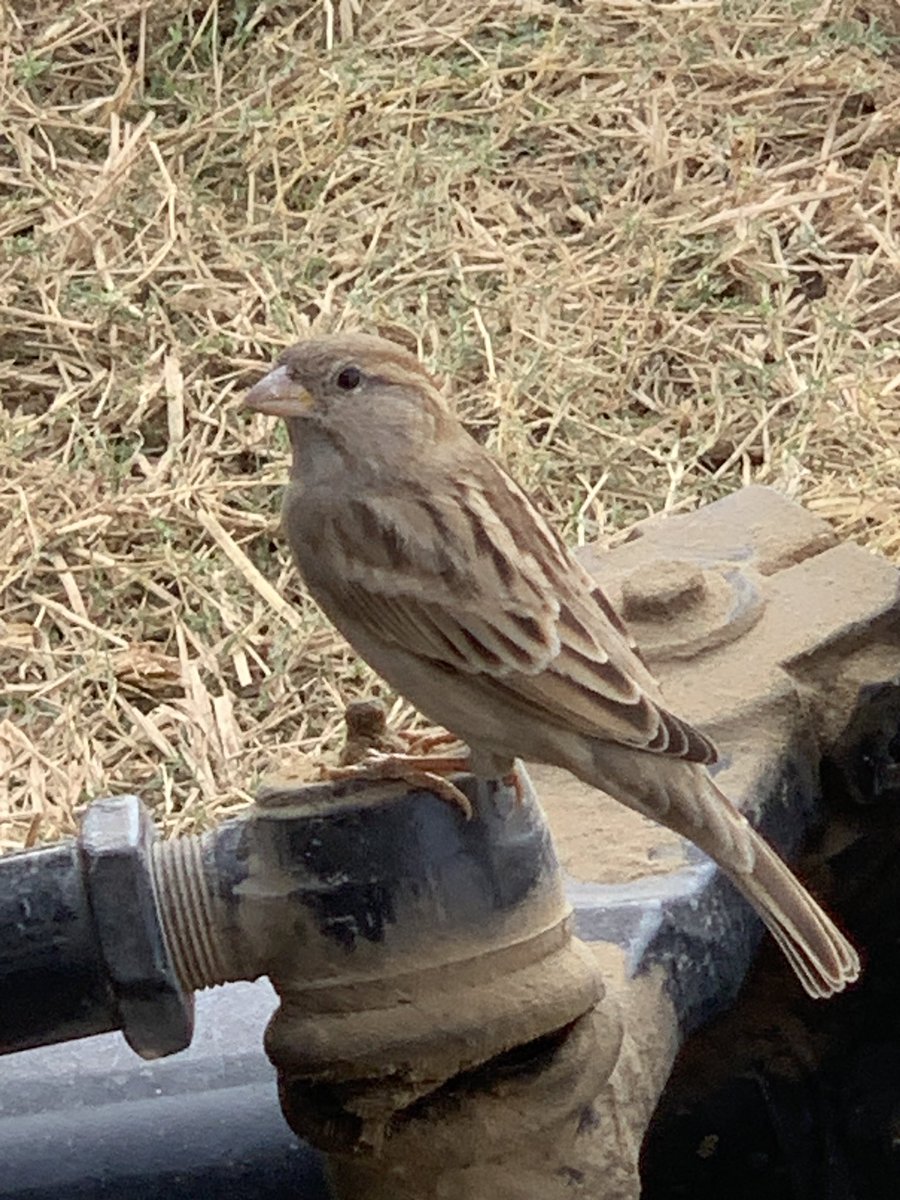 Save sparrow 🙏 please
