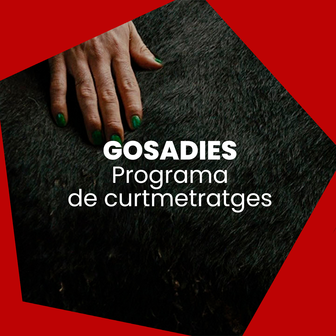 Drac Màgic tweet media