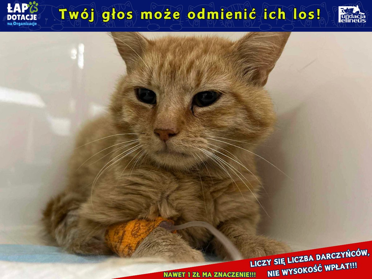 czlowiekikot's tweet photo. Kochani ruszyła konkursowa machina ‼️
W corocznym konkursie o dotację organizowanym przez @ratujemy bierze udział najbliższa memu sercu @F_FELINEUS ❣️

Bardzo proszę o głosy i podaj dalej dla nich 🙏
https://t.co/b4ixewbeO5

*głosujemy poprzez dowolną wpłatę (wystarczy symboliczna 1 zł) LICZY SIĘ LICZBA DARCZYŃCÓW NIE WYSOKOŚĆ WPŁAT ❣️
*wpłacać można wielokrotnie ale i tak wszystkie wpłaty od jednej osoby będą liczone jako 1 głos - DLATEGO OD WPŁAT JESZCZE BARDZIEJ LICZY SIĘ RT by zrobić tu jak największy ZASIĘG ‼️🙏
