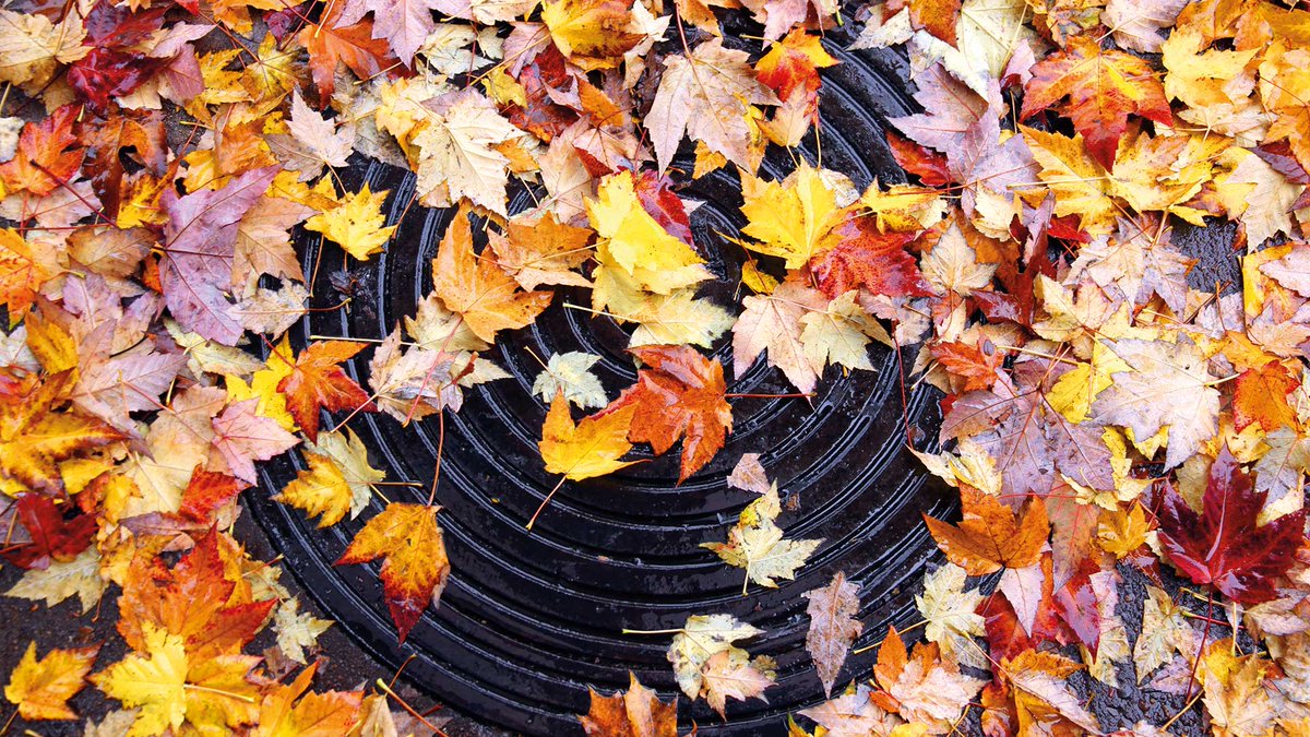 Bladruimen op wegen en straten dient veilig en efficiënt te gebeuren. En uiteraard met zo min mogelijk hinder voor het verkeer. Gelukkig is dit mogelijk met TRILO bladblazers, zuigunits en zuigwagens. 
trilo.com/nl/markten/bla…
#bladruimen #gemeente
