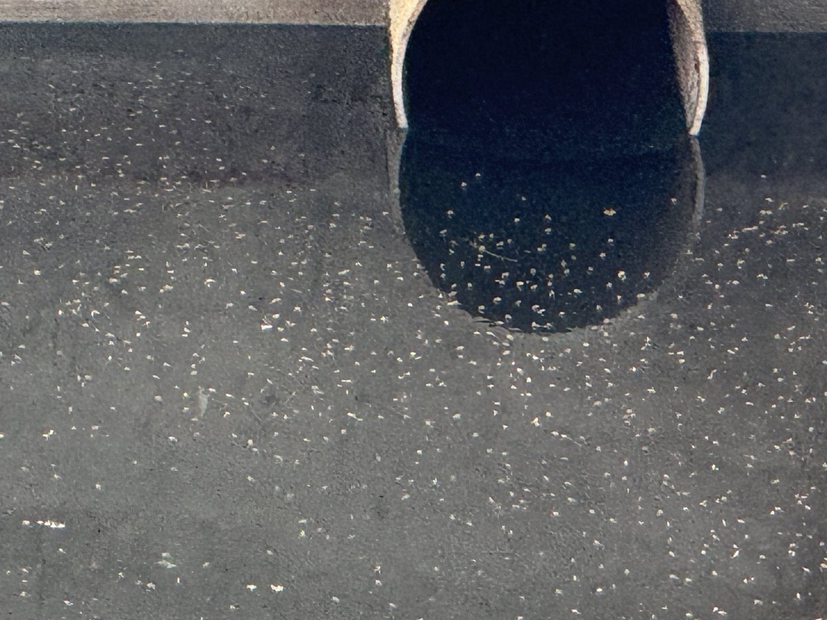 ramneekg's tweet image. @mybmcWardFN @mybmc 
These photos r of DOSTI EASTERN BAY, WADALA. Its 'ChikungunyaFactory'!!
Because of this numerous people in dosti acres are suffering. Pls take an immediate action.
@Dev_Fadnavis @CMOMaharashtra @MoHFW_INDIA