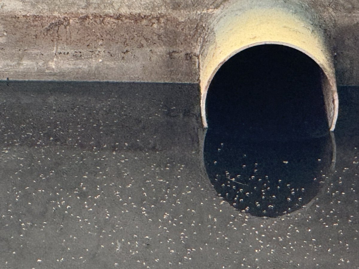 ramneekg's tweet image. @mybmcWardFN @mybmc 
These photos r of DOSTI EASTERN BAY, WADALA. Its 'ChikungunyaFactory'!!
Because of this numerous people in dosti acres are suffering. Pls take an immediate action.
@Dev_Fadnavis @CMOMaharashtra @MoHFW_INDIA