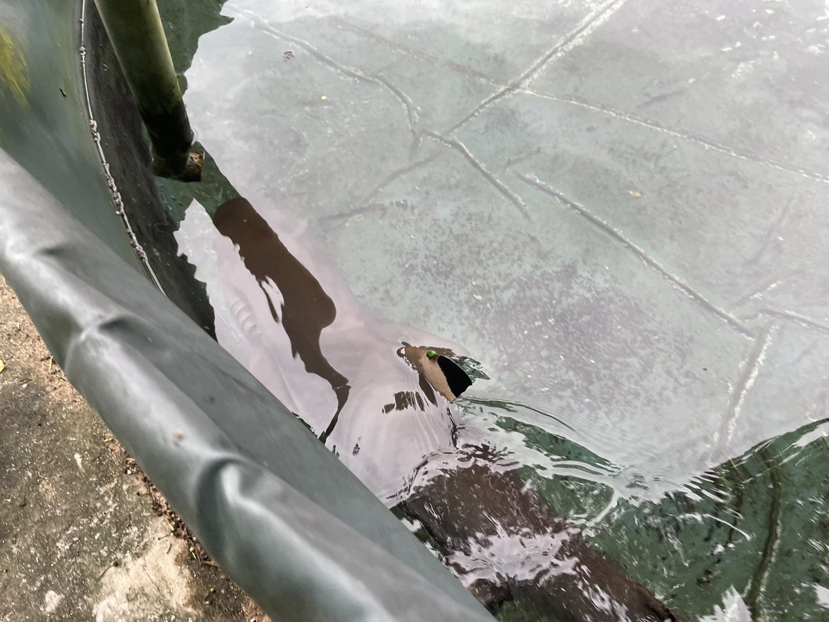 ツマグロの背鰭に緑色の何かが…
リュウキュウサメライドコガネ…？