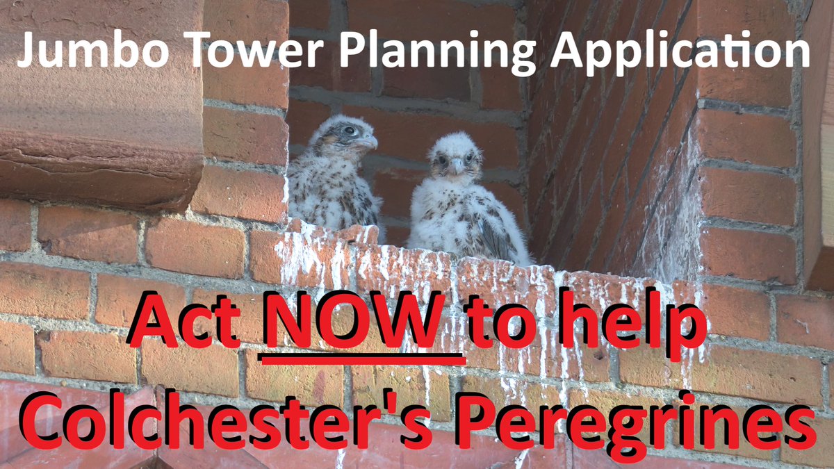 Please share this! Until 11th Nov you can view &amp; comment on mitigation plans for breeding Peregrines during the proposed development of Jumbo Tower in Colchester. Full details here: ebws.org.uk/index.php/jumb……
<a href="/EssexBirdNews/">EBwS Bird News</a> 
<a href="/EssexWildlife/">Essex Wildlife Trust</a>
<a href="/Natures_Voice/">RSPB</a>
<a href="/BTO_EssexNE/">BTO Essex North East</a>
<a href="/RSPBAction/">RSPB Action</a>