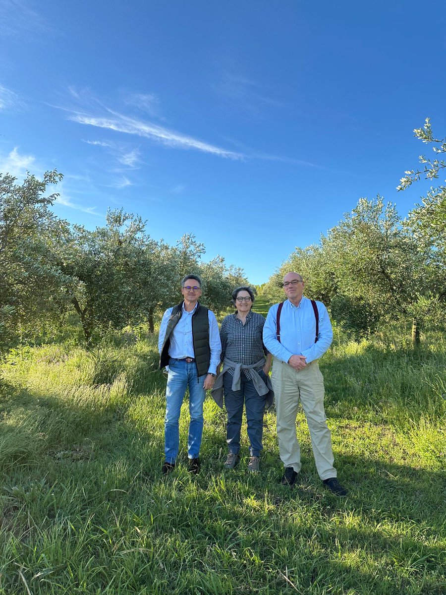 ¡Visitando los olivos de la variedad taggiasca <a href="/casivram/">PIQUE ROTO FOODS m vittoria sacca</a> y descubriendo sus AOVEs Pique Roto!