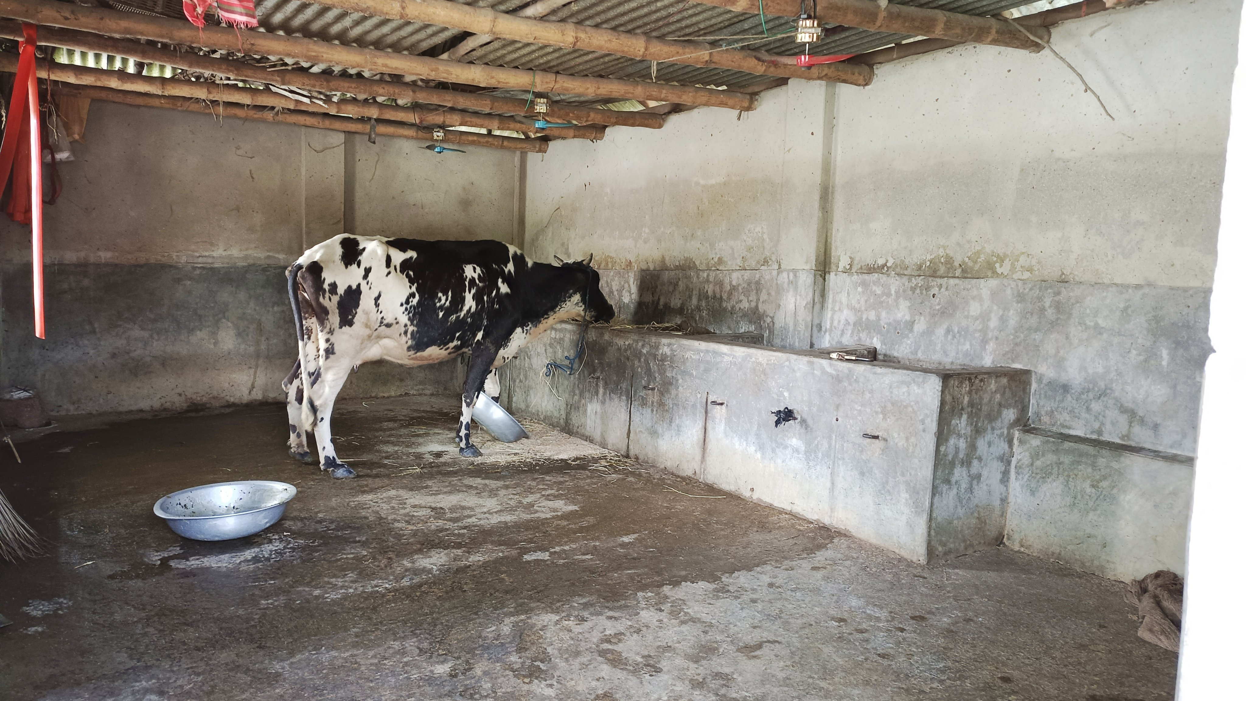 নওগাঁয় পুলিশ পরিচয়ে ডেকে তুলে অস্ত্রের মুখে জিম্মি খামার থেকে ৭টি গরু চুরি