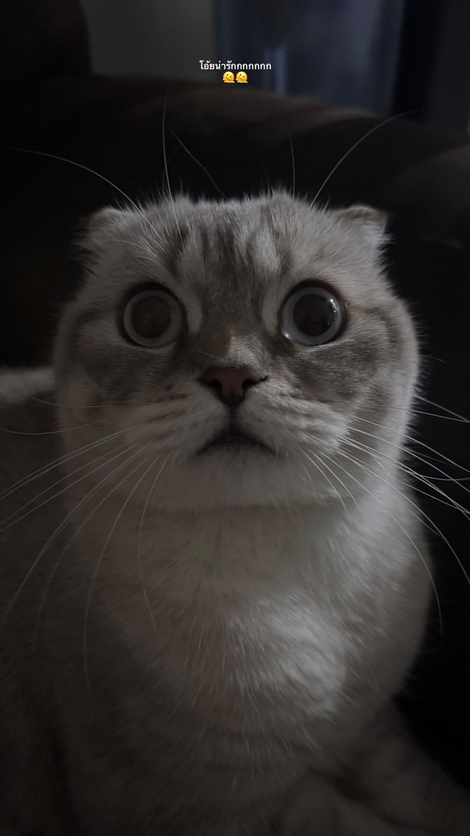 ©️graceloly - Igs
<a href="/gulfkanawut/">gulfkanawut</a>
#GulfKanawut