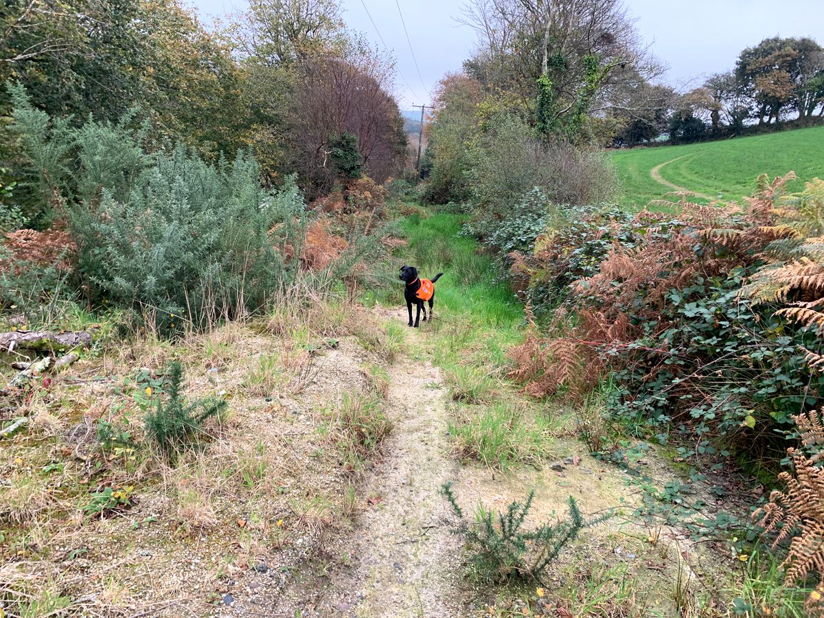 CALL OUT

05/11/24 - Bodelva

The team received a call from <a href="/DC_Police/">Devon & Cornwall Police</a> to assist with the search for a high-risk missing person in the Bodelva area near to the Eden Project.

More info - westcornwallsar.co.uk/call-out/searc…