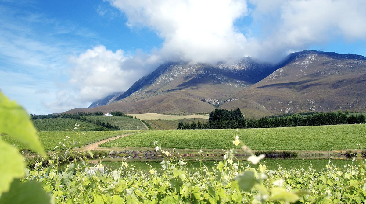 Daily Maverick (@dailymaverick) on Twitter photo A wine estate at the southern tip of Africa <a href="/creationwines/">Carolyn Martin</a> has just been recognised among the world’s top three vineyards for 2024: dailymaverick.co.za/article/2024-1… A wine estate at the southern tip of Africa <a href="/creationwines/">Carolyn Martin</a> has just been recognised among the world’s top three vineyards for 2024: dailymaverick.co.za/article/2024-1…