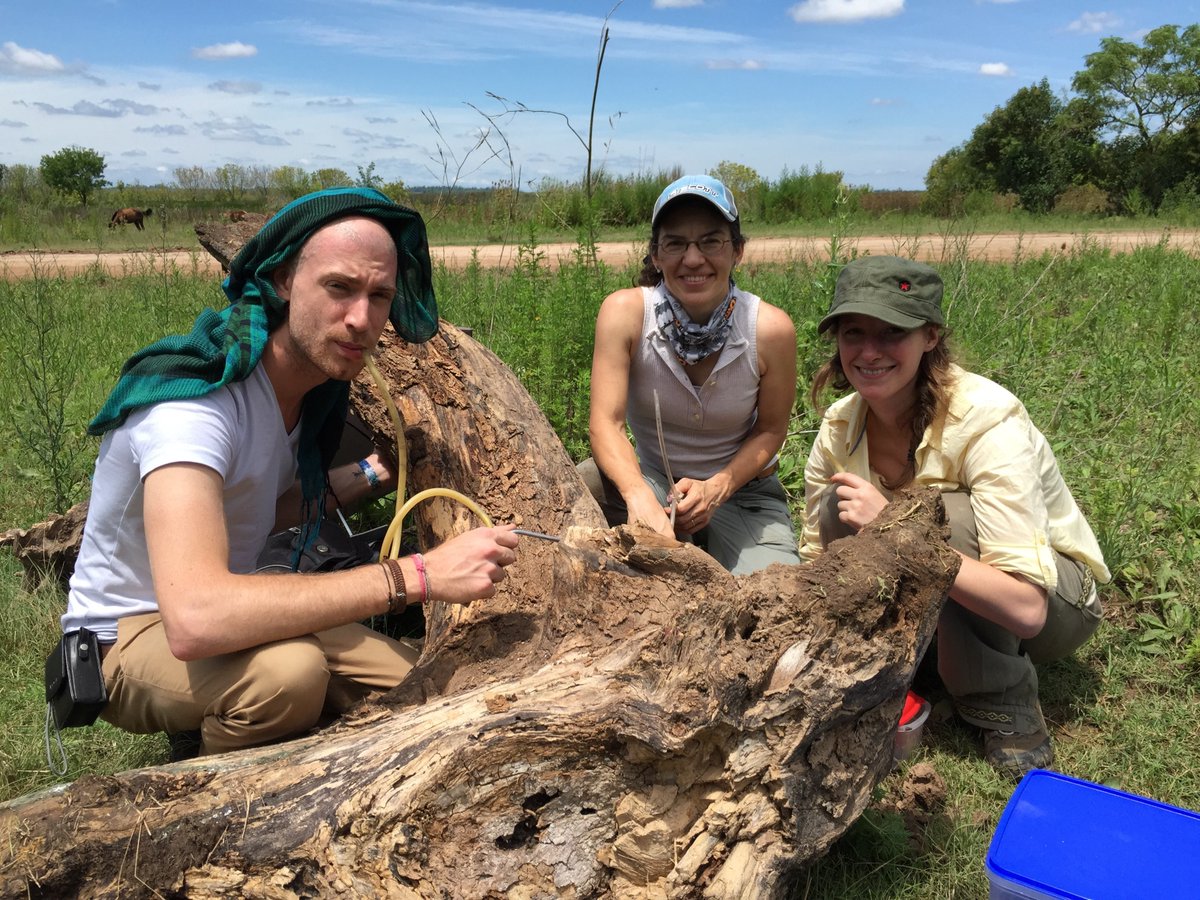 Myrmecological News (@myrmecolnews) on Twitter photo 🆕Interview: In the interview, "Always keep your samples in a freezer", Antoine Felden talks about his recent research on viral loads and immune responses in invasive ants answers some questions. #ant #immunology
<a href="/AntoineFelden/">Antoine Felden</a>
<a href="/limariaph/">LinaMa 🐜</a>
<a href="/bcportinha/">Beatriz Portinha</a>
blog.myrmecologicalnews.org/2024/11/05/alw… 🆕Interview: In the interview, "Always keep your samples in a freezer", Antoine Felden talks about his recent research on viral loads and immune responses in invasive ants answers some questions. #ant #immunology
<a href="/AntoineFelden/">Antoine Felden</a>
<a href="/limariaph/">LinaMa 🐜</a>
<a href="/bcportinha/">Beatriz Portinha</a>
blog.myrmecologicalnews.org/2024/11/05/alw…