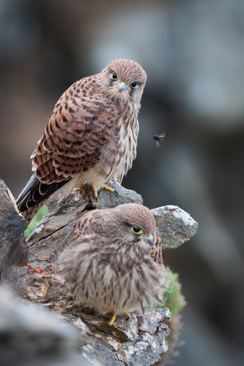 manxmannin's tweet image. Juvenile Kestrels #isleofman #NatureBeauty #nikon