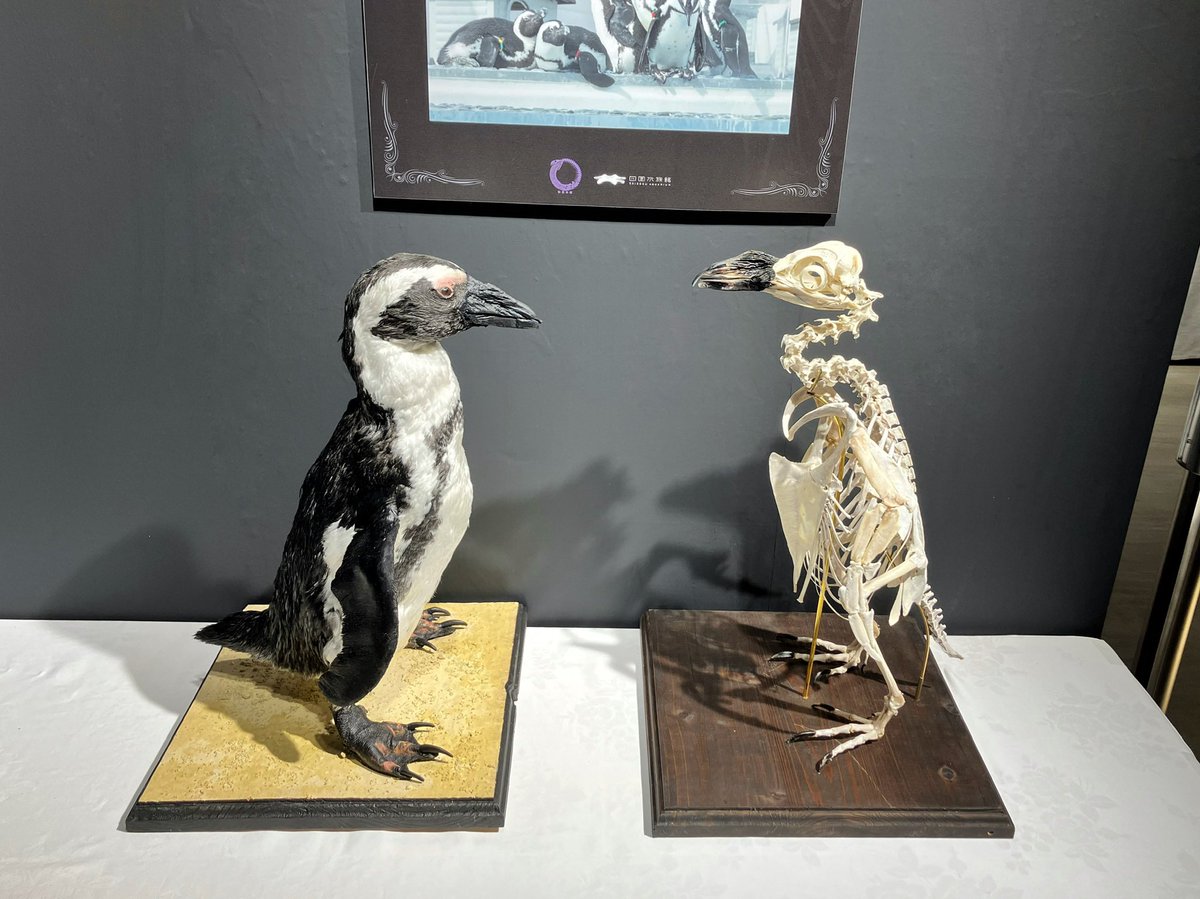 ペンギン剥製 ケープペンギン 骨格標本 剥製 Spheniscus demersus 1個体から2つ作り