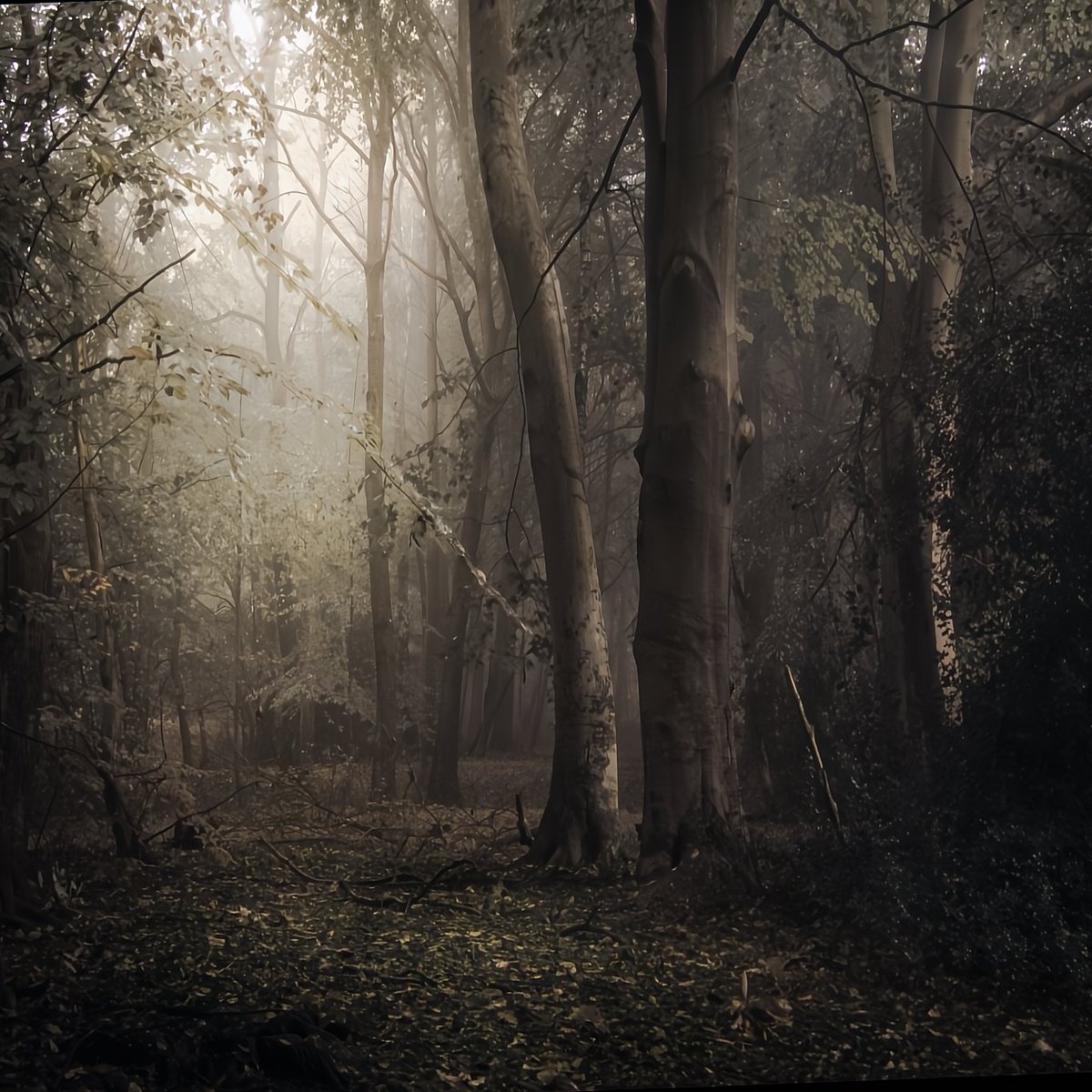 nomoth (@apevisions) on Twitter photo 