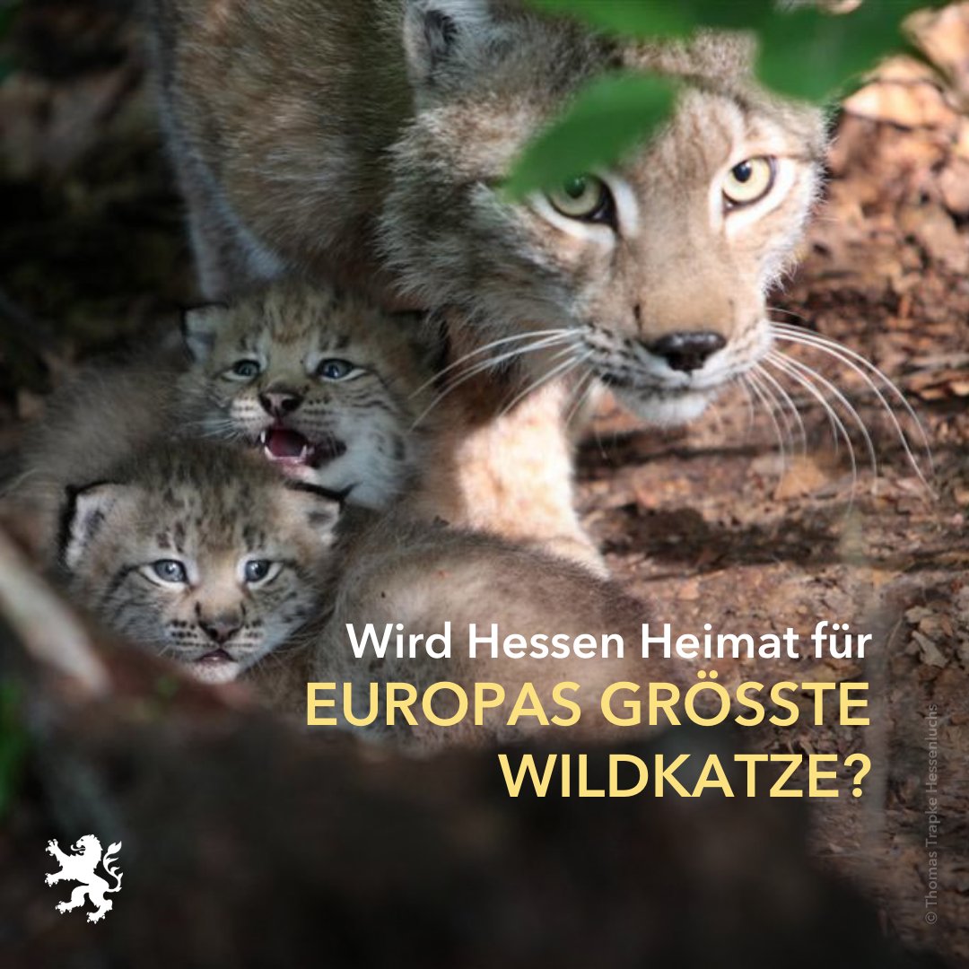 Ministerium für Landwirtschaft und Umwelt Hessen tweet media