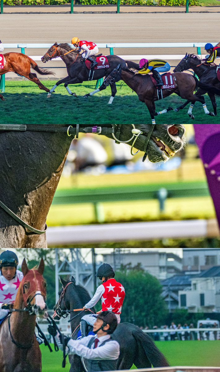 sarcoma8ns's tweet photo. #ステラヴェローチェ
現役生活お疲れ様でした
種牡馬入りおめでとう！
血が繋がるのが本当に嬉しい https://t.co/NHIVjDYwyf