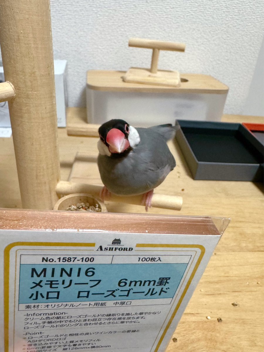 chokowa_bird's tweet image. 初プロッターお迎えしました！
ローズゴールドの縁取りのメモ帳をセットして使います。

レンちゃんのカミカミ検品はクチバシ跡が付かないように優しくソフトに噛んでくれてます🐥🥰

#いまる民
 #plotter