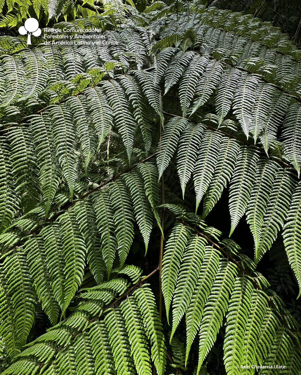 #DíadeEducaciónAmbiental
 
Sabías que son los helechos?
Tienen una gran importancia ecológica, ya que participan en el balance hídrico y en el ciclo de nutrientes, al almacenar agua y material orgánico.

F.: IIB. Universidad Veracruzana.
Axel Chavarría 📸
#RECOFALC #Comunicación