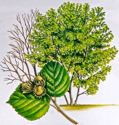 “Coll” (“hazel tree” in English) in medieval Irish

radio.moli.ie/r/coll-hazel-t…

From the lovely <a href="/MoLI_Museum/">MoLI – Museum of Literature Ireland</a> podcast series by <a href="/eDIL_Dictionary/">eDIL</a> colleagues 

🛖📷 Image by Wendy F. Walsh from “Trees of Ireland” by E.  Charles Nelson and Wendy F. Walsh